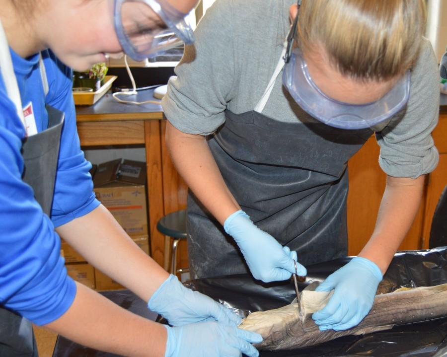 Biology teacher Mrs. Halloran isn’t afraid to get down and dirty when it comes to touching their sharks insides and making sure her students understand what they are looking at. 