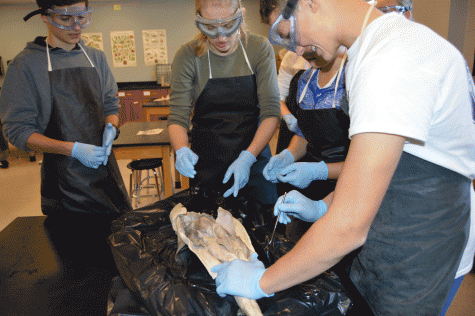 Sophomore biology classes take on shark dissections