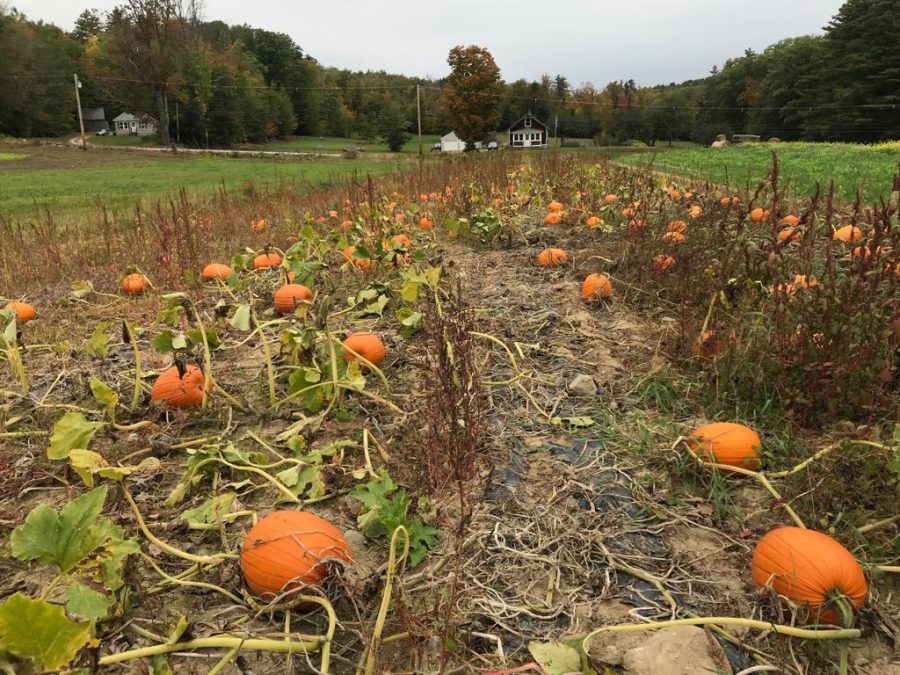 Pumpkin fields in Center Harbor are blooming. Pumpkin picking will be ready this fall for your arrival. 