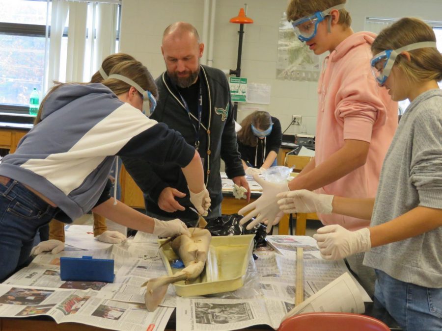 Mr Grant and his biology students dissect a shark in class. 