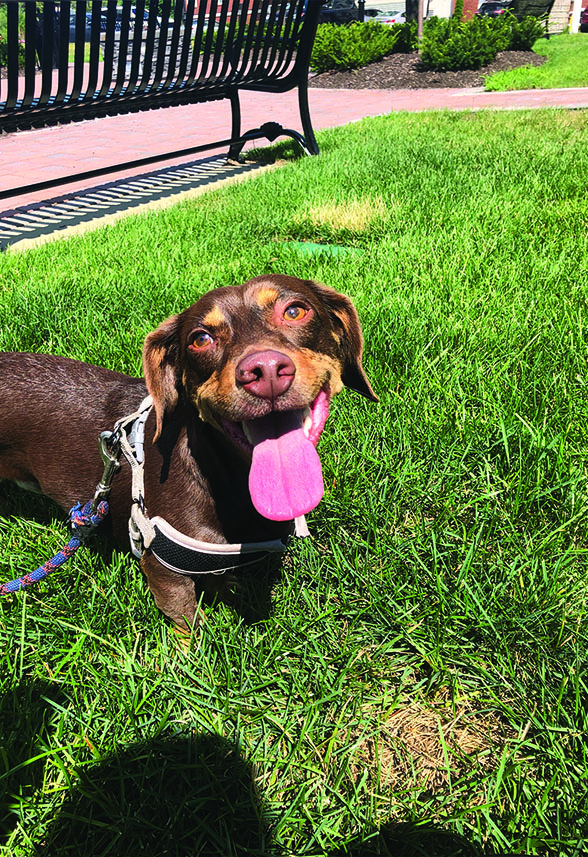 I convinced my husband (then boyfriend) to go to a rescue dog event in Boston one Sunday afternoon. He thought we were just going to look, but I had other plans. As soon as we got there I laid eyes on Toby (then Enrique). He was the cutest pup I had ever seen and I loved his little dachshund legs.  I started getting very jealous when other people would look at him so I decided that we were adopting him. Now he is my number one cuddle buddy and most loyal friend (he kind of thinks everyone is out to get mom so he is VERY protective). Dogs are the best because they really do make you feel better. If I am stressed, sad, or sick, Toby always finds a way to cuddle so close to me. There is also nothing better then coming home to someone who is so happy to see you! 
