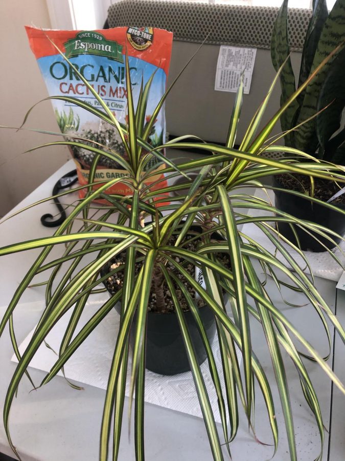 The first plant Kate ever brought home was a Dracaena. She  said it is to this plant she is thankful because it made her  thumb as green as it is now.