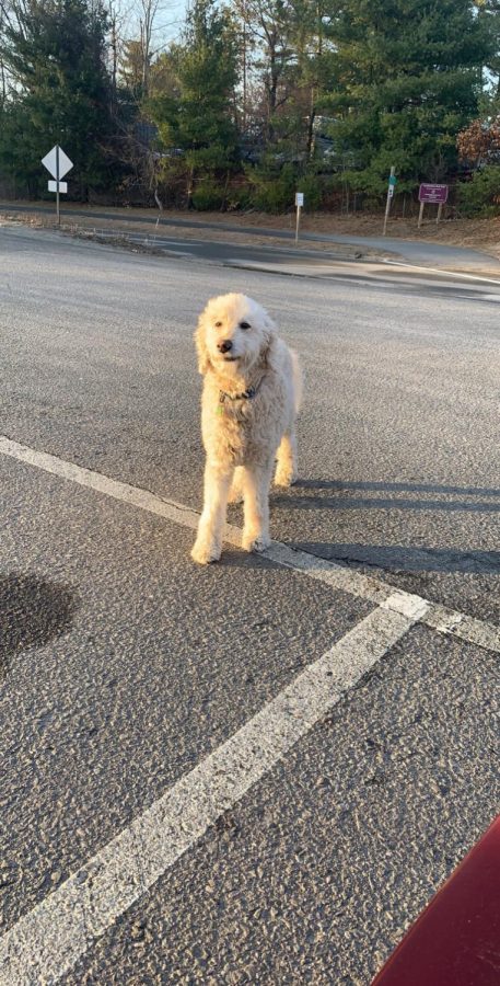 Senior and Photography Director Erin Carlson snaps a photo of her dog, Zeus, before they head out on a walk at the Londonderry Trail by Poor Boys Diner. 