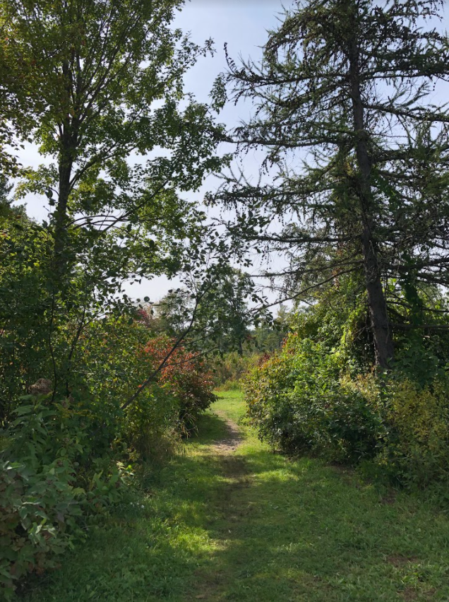 Why not take a stroll through the Adams Pond Trail? Right next to the orchard by Moose Hill, the trail provides a safe space to rest your mind before returning to school. Whether you go alone or with friends, visiting the scenery is sure to reduce stress. 
