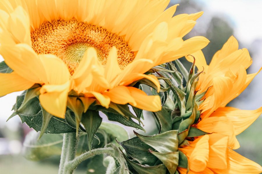 Life isn't always about the big moments--the birthdays or the milestones. It's the small things that make life as beautiful as it is.