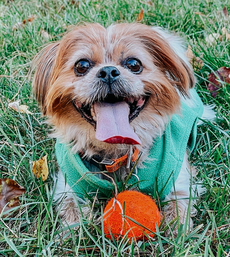 Comet is happiest with his toys by his side, and senior Phoebe Bartlett said that he can’t even fall asleep if they “aren’t lined up behind him”
