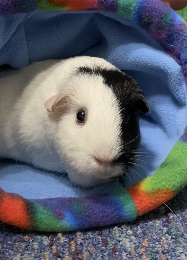 With her black and white furry face peeking out, Joy the guinea pig settles into her little bed.