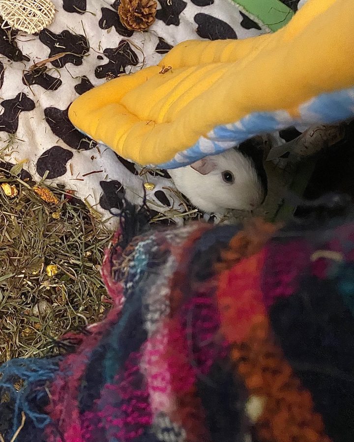 Joy hides under the rugs in her cage in Melissa Fried’s office. 