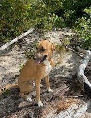 Keep reading to learn how this dog, Charlie, may become LHS's first therapy dog.
