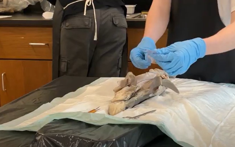 Biology students dissect sharks to learn more about their internal structure and systems.