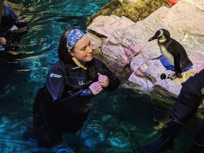 Claussen spends quality time with Bray, an African penguin, in the penguin exhibit. Bray hatched on Claussen’s birthday, and she got to choose the penguin’s name. Claussen said getting to name Bray was “one of the best things” she has done at the aquarium. (Photo used with permission from Amanda Claussen).